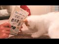 Kittens who want to play and their owners who want to study 子猫vs勉強をしたい飼い主 獣医にゃんとすの猫をもっと幸せにするげぼくの教科書