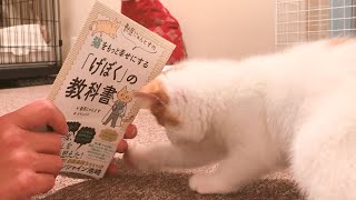 Kittens who want to play and their owners who want to study 子猫vs勉強をしたい飼い主 獣医にゃんとすの猫をもっと幸せにするげぼくの教科書