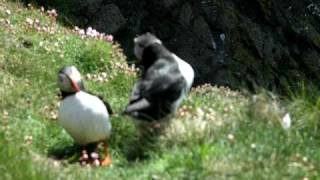 Puffins at Sumburgh Head Shetland Scotland