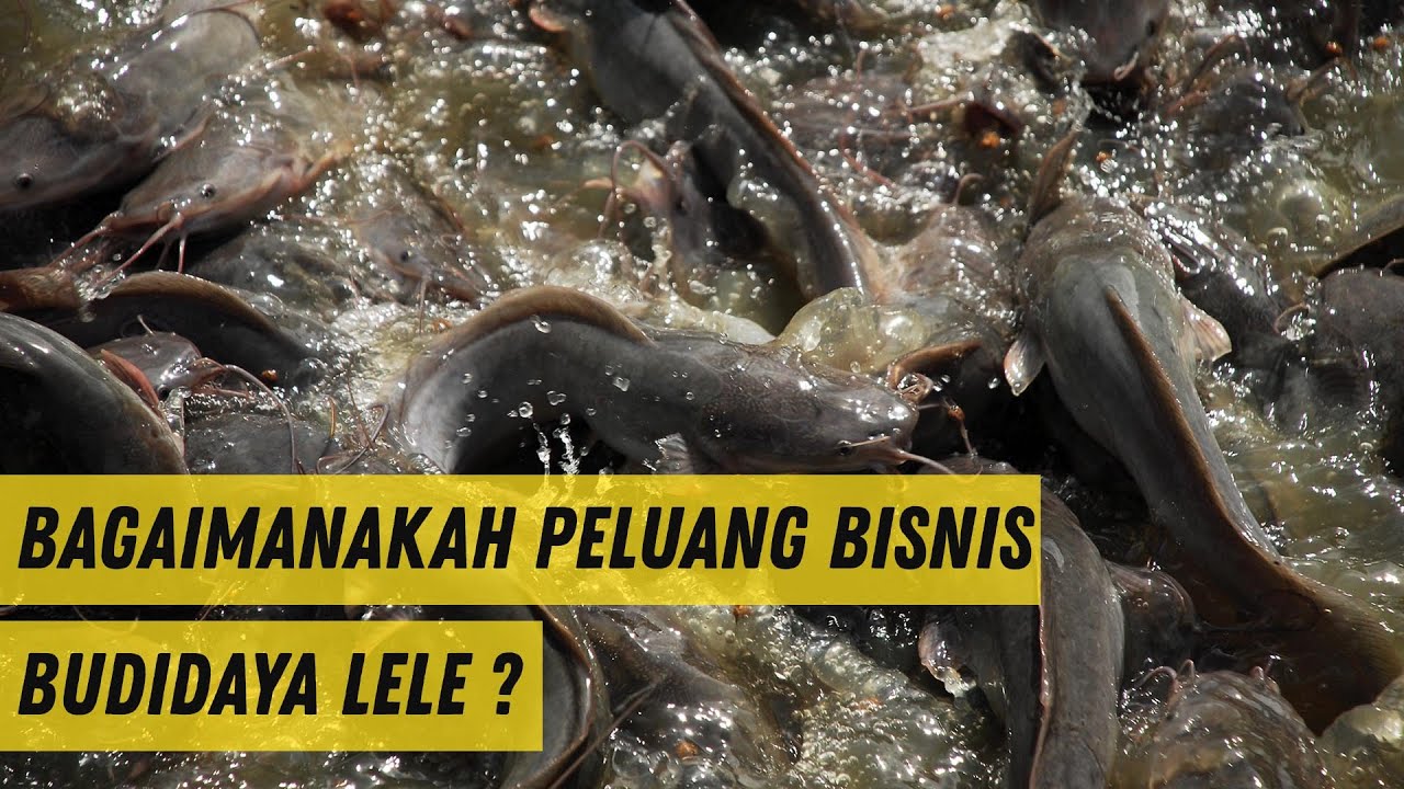 ⁣Melihat Prospek Bisnis Budidaya Lele Dan Rekomendasi Kolam Lele Untuk Pemula