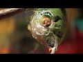 Polyphemus moth caterpillar spins cocoon!