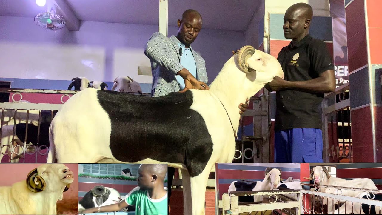 WAX TANN AK BERGERIE LADOUM SN DE MOD DRAME DE PEKOS MAKHOU SEYE A EL BACHIR