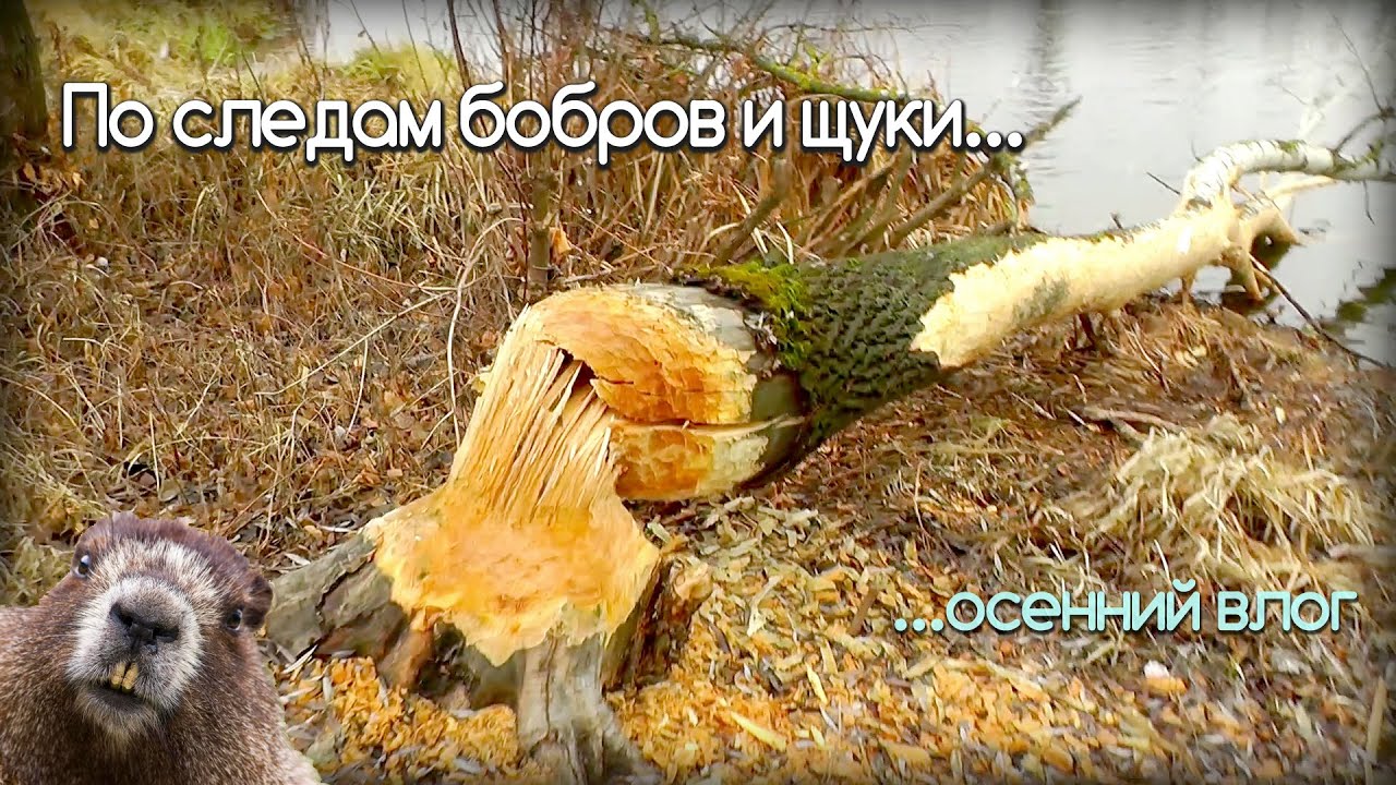 Щука На Северском Донце Поселок Щурово