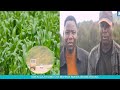 UWEKEZAJI KILIMO CHA MAHINDI RUKWA UNAWEZEKANA ALEX PHILIMON 