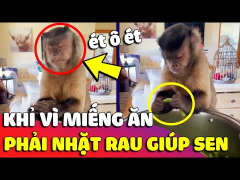 Video Phát hiện chú khỉ vì '2 QUẢ CHUỐI' mà phải 'CẮN RĂNG... - youtube