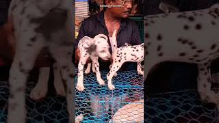 Dalmatian Puppy | Dog Breeds | Puppies Price | Funny Dog | Puppies