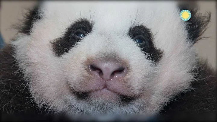 Help Us Name Our Giant Panda Cub at the Smithsonian's National Zoo - DayDayNews