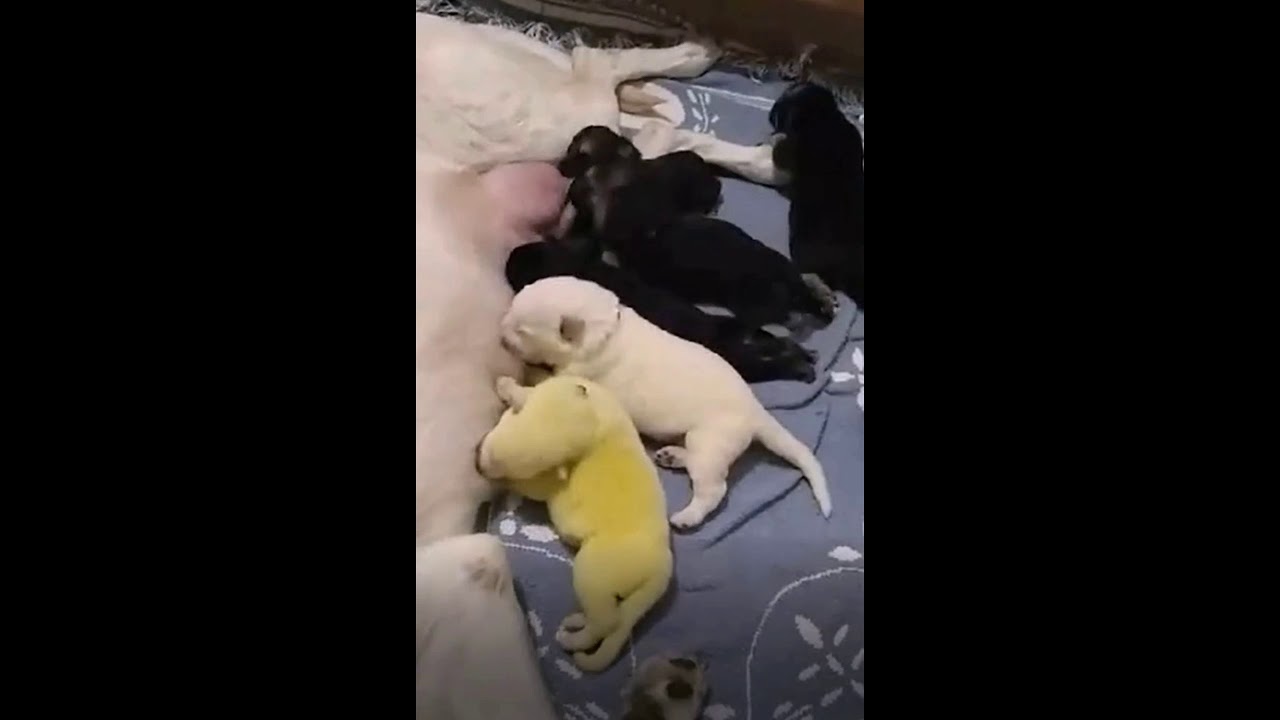 Trending! Mother Dog gave birth to GREEN puppy, so cute 😍😍 - YouTube