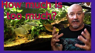 How Do We Define "Overstocked" In Our Fish Tanks?