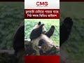 চুলকানি মেটাতে পান্ডার গাছে পিঠ ঘষার ভিডিও ভাইরাল | CMG BANGLA