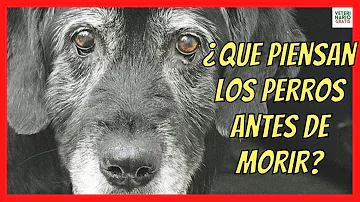 ¿Qué piensan los perros cuando muere su dueño?