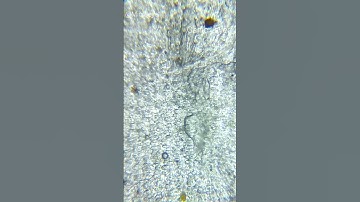 Garlic Layer Under Microscope #shorts