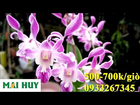 Video Dendro nắng xưa HỐC MÔN, Cây có hoa viền tím rất lạ,... - youtube