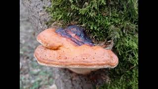 Klangwald. 🌲 Naturbilder mit ruhiger Musik und Vogelstimmen zur Entspannung und Erholung 🌲🌿