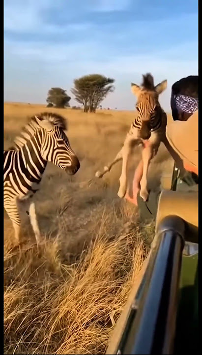 😳Zebra Saves Newborn From Lions By Giving It To Tourists In Safari Jeep!#animals#zebra#wildlife#ai