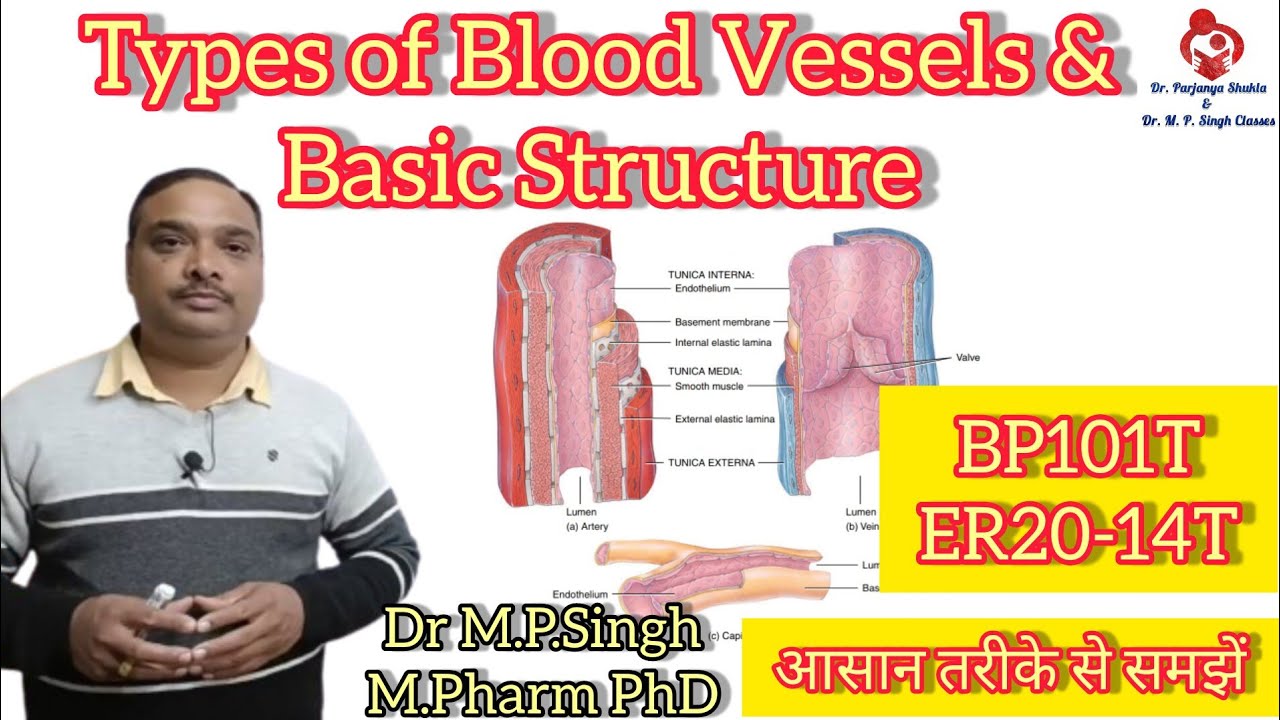 Types of Blood Vessels | Basic Structure of Blood Vessels | Human Anatomy Physiology-I | BP101T