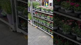 Lidl flowers and plants 1.July 2021