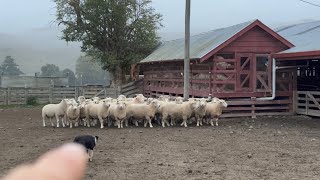 Terminal ram out with the early ewes - how are they looking?