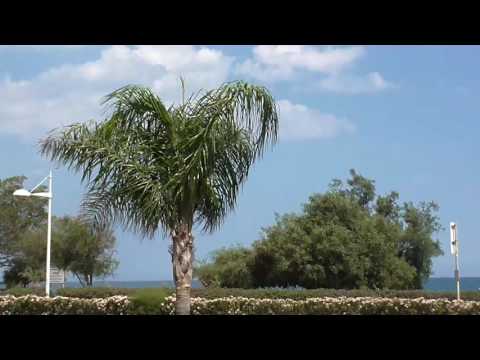 Видео: Комнатное растение гофрированной веерной пальмы: как вырастить комнатную гофрированную веерную пальму