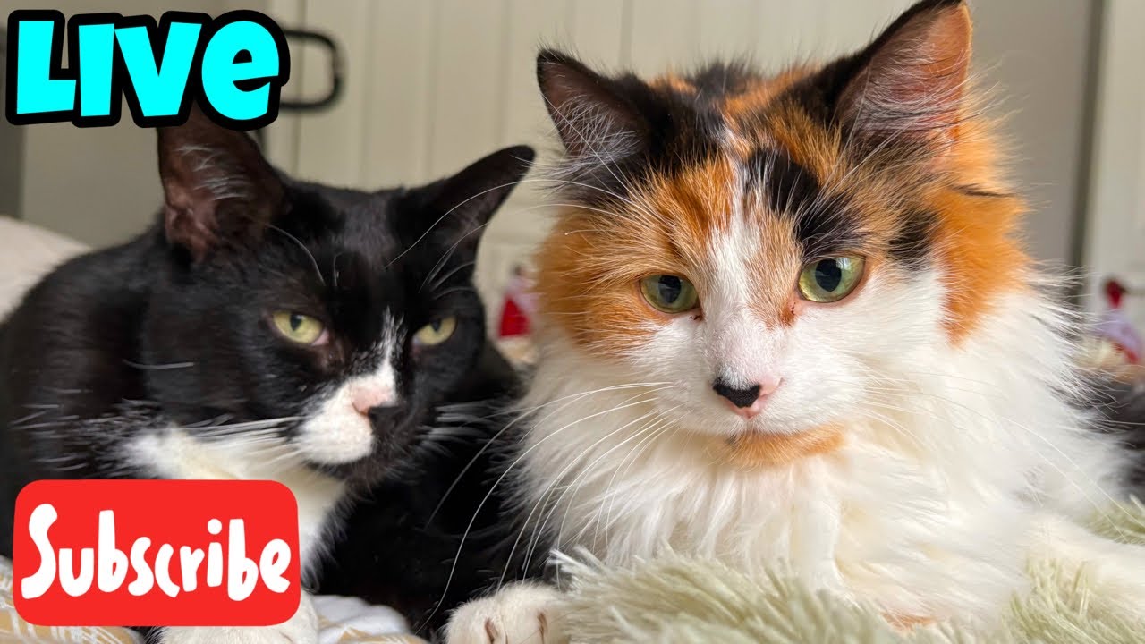 Tuesday Fluff - Live Stream