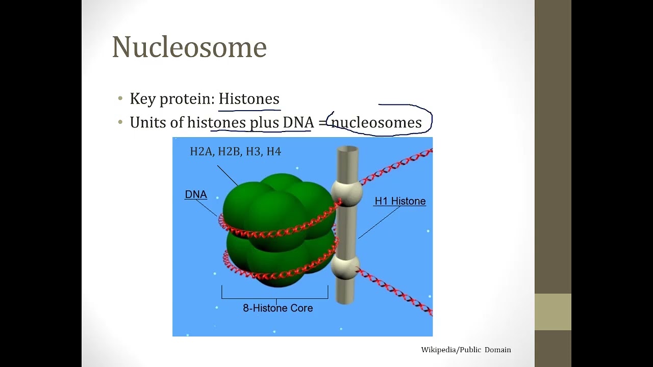 DNA structure || Boards and Beyond || Biochemistry