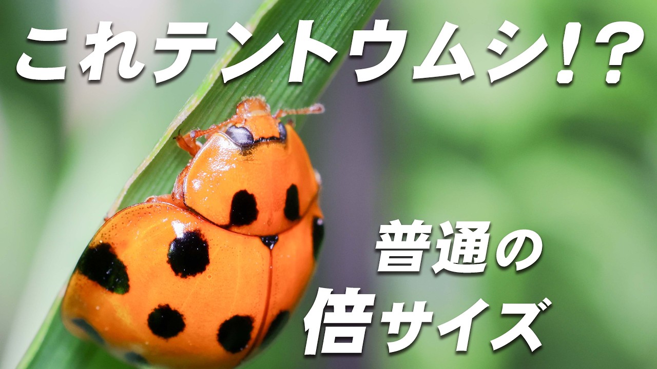 テントウムシに見えないサイズ…久しぶりの激レア遭遇【ハラグロオオ