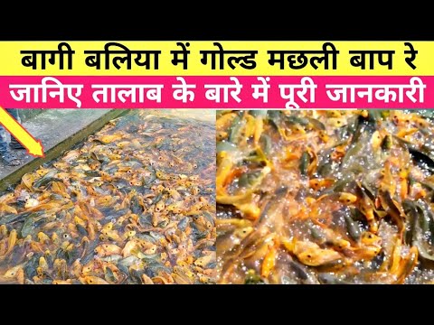 ballia city ! fish video ! best fishing video ! gold fish ! ballia ...