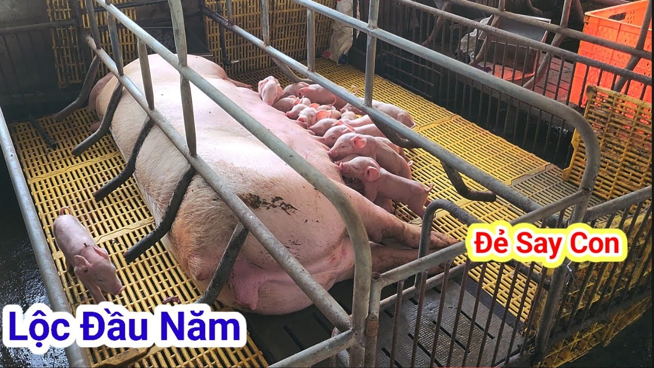 Lộc Đầu năm heo nái đẻ say con quá mong đợi