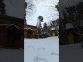 ПИЛИМ БОЛЬШУЮ СОСНУ | КИДАЕМ МАКУШКУ НА КРЫШУ ДОМА #treesurgeon #арбористика #chainsaw