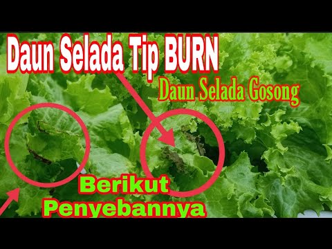 Video: Apakah yang menyebabkan tipburn dalam salad?