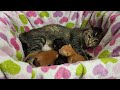 MY FOSTER CAT GIVE BIRTH TO 3 KITTENS