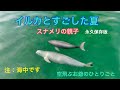 イルカとすごした夏 愛知県三河湾西の浜にて 永久保存版