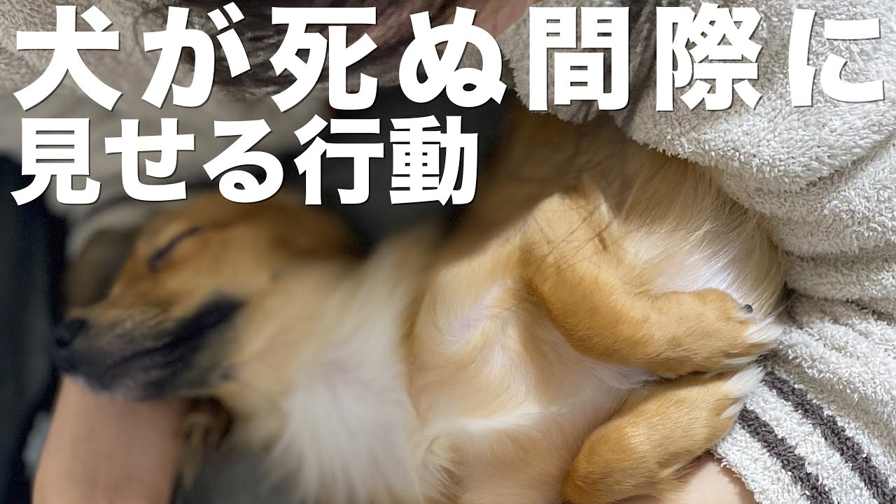 犬が死の直前に見せる行動 YouTube 犬が死の直前に見せる行動 YouTube