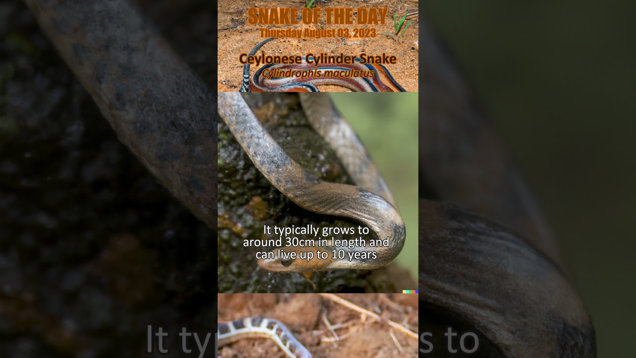2023-08-03 Ceylonese Cylinder Snake