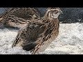 How to easily clean quail poop trays.