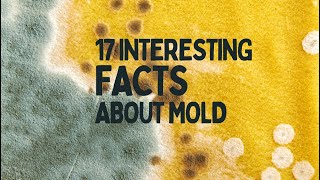 17 interesting facts about mold. by Summary Facts 42 views 11 months ago 3 minutes, 18 seconds