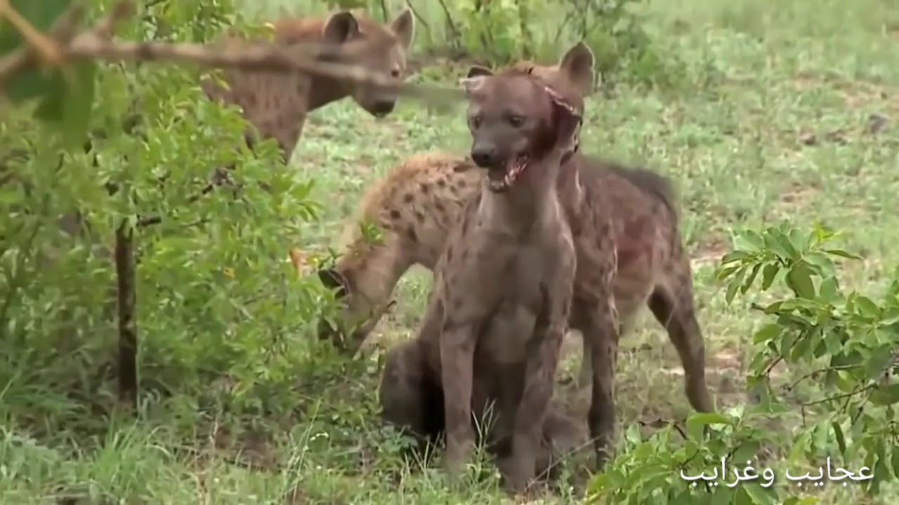 Fighting between hyenas and lions YouTube
