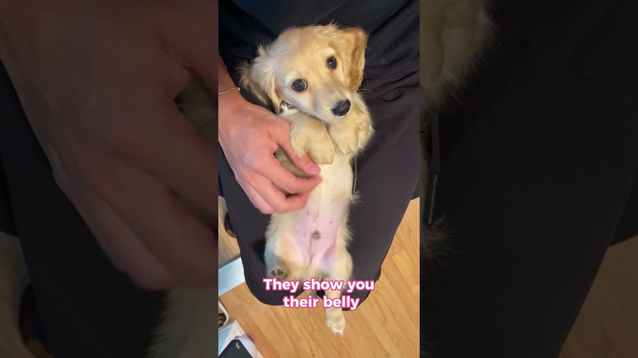5 signs your dog loves you ❤🐶
