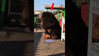 TOP 5 BIGGEST DOG BREEDS IN THE WORLD #dog #top5 #shorts
