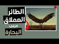 الطائر العملاق الذي أرعب البح ارة عبر العصور 