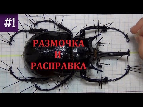 Энтомология для новичков #1. Как размачивать и расправлять жуков, бабочек и других членистоногих