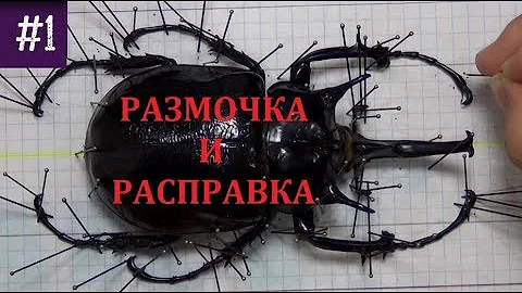 Энтомология для новичков #1. Как размачивать и расправлять жуков, бабочек и других членистоногих