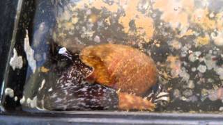 Sea snail eating a sea cucumber