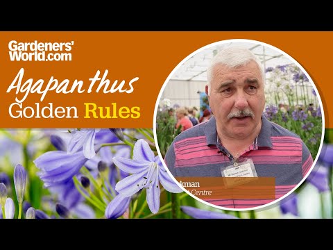 Video: Vrijeme cvatnje agapantusa - kada je sezona cvatnje agapantusa