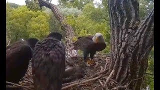 Decorah Eagles Mom Brings Two Fish For Dinner