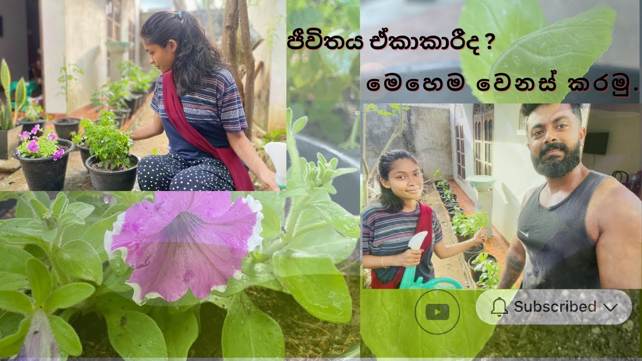 Is life monotonous? Let's change it like this..   (ජීවිතය ඒකාකාරීද   මෙහෙම වෙනස් කරමු..)