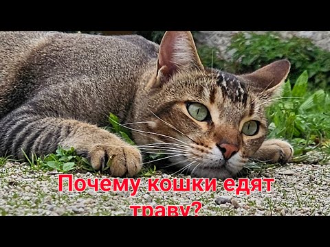 Прогулка с забавными кошками, которые обожают траву