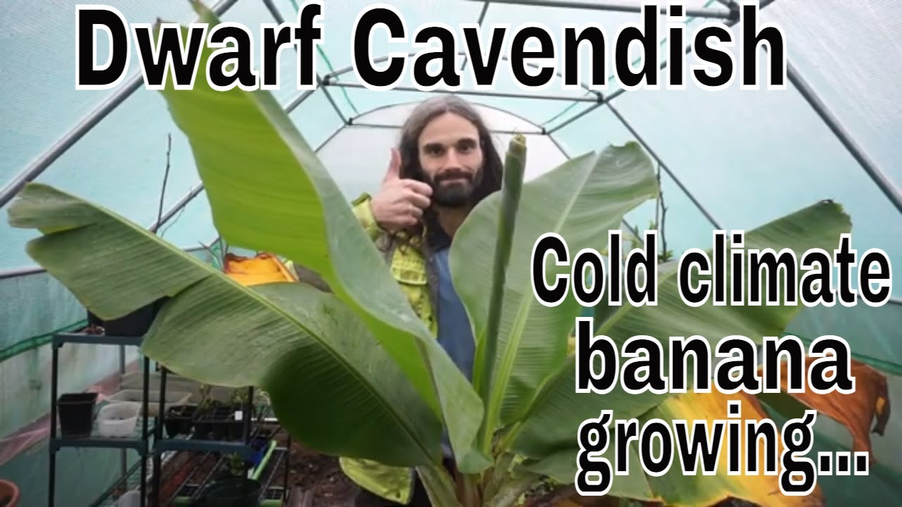 How to grow non hardy Dwarf Cavendish bananas in the UK and cold climates. Winter care.