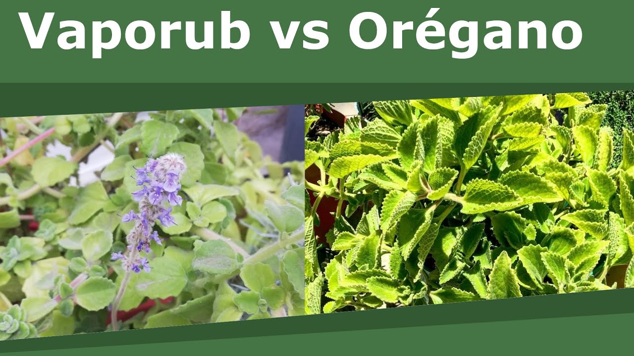 vaporub-vs-or-gano-youtube