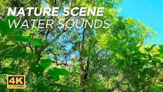 Calming Nature Scene | Nature Sounds | Monkey Visit | Trees With Blue Sky - Water Sounds